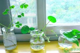 「銅錢草」的圖片搜尋結果