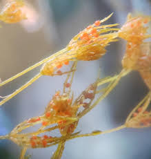 Attēlu rezultāti vaicājumam “Chara aspera”