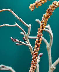 Attēlu rezultāti vaicājumam “Alnus glutinosa female flower”