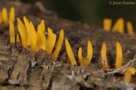 Attēlu rezultāti vaicājumam “Calocera cornea”