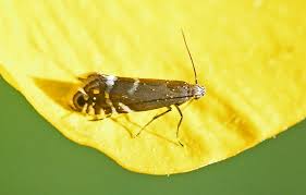 Attēlu rezultāti vaicājumam “Thecabius affinis”