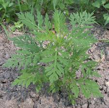 Attēlu rezultāti vaicājumam “Ambrosia artemisiifolia”