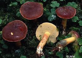 Attēlu rezultāti vaicājumam “Xerocomus rubellus”