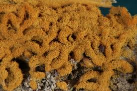 Attēlu rezultāti vaicājumam “Hemitrichia serpula spores”