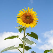 Résultat de recherche d'images pour "tournesol"