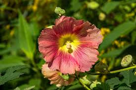 Image result for Stockrose