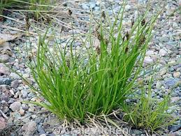 Attēlu rezultāti vaicājumam “Carex montana”