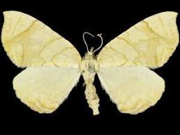 Attēlu rezultāti vaicājumam “Eulithis sp.”