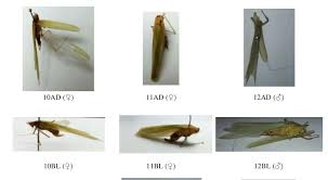 Attēlu rezultāti vaicājumam “Tettigoniodea”