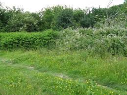 Image result for Cuckfield Cc