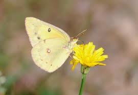 Attēlu rezultāti vaicājumam “Pieridae”