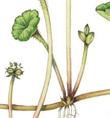 Attēlu rezultāti vaicājumam “Hydrocotyle vulgaris”