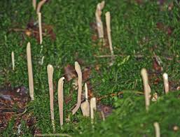 Attēlu rezultāti vaicājumam “Clavariadelphus ligula”