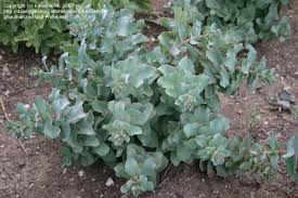 Attēlu rezultāti vaicājumam “Hylotelephium maximum”