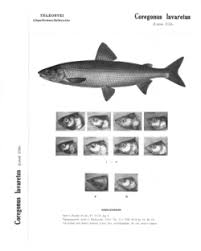 Image result for Coregonus lavaretus