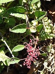 Attēlu rezultāti vaicājumam “Vitaceae”