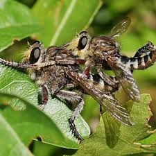 Attēlu rezultāti vaicājumam “Cribraria ferruginea macro”