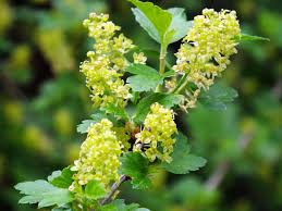 Attēlu rezultāti vaicājumam “Ribes alpinum”