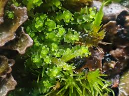 Attēlu rezultāti vaicājumam “Lophozia incisa”