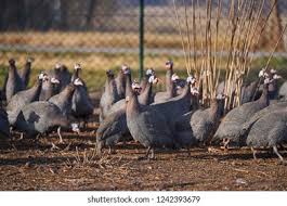 Attēlu rezultāti vaicājumam “Numida meleagris adult”