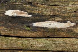 Attēlu rezultāti vaicājumam “Antrodia crassa”