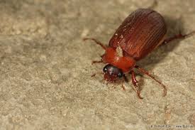 Attēlu rezultāti vaicājumam “Serica brunnea imago”