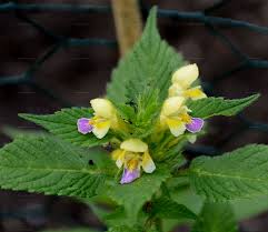 Attēlu rezultāti vaicājumam “Galeopsis speciosa leaf”