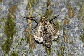 Attēlu rezultāti vaicājumam “Operophtera”