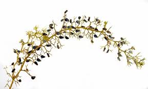 Attēlu rezultāti vaicājumam “Utricularia minor leaf”