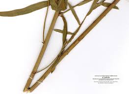 Attēlu rezultāti vaicājumam “Euphorbia virgata leaf”