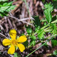 Attēlu rezultāti vaicājumam “Potentilla argentea flower”
