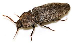 Attēlu rezultāti vaicājumam “Agrypnus murinus”