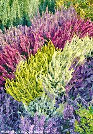 Attēlu rezultāti vaicājumam “Calluna vulgaris fruit”