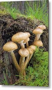 Attēlu rezultāti vaicājumam “Armillaria mellea”