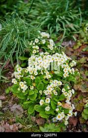 Attēlu rezultāti vaicājumam “Primula x margotae”