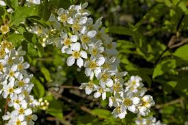 Attēlu rezultāti vaicājumam “Prunus padus var. roseiflora flower”