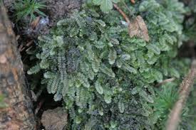 Attēlu rezultāti vaicājumam “Calypogeia fissa”