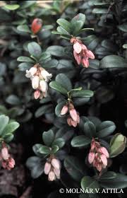 Attēlu rezultāti vaicājumam “Vaccinium vitis-idaea bud”