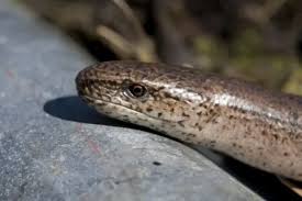 Attēlu rezultāti vaicājumam “Anguis fragilis adult”