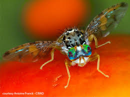 Attēlu rezultāti vaicājumam “Tephritidae”