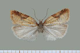 Attēlu rezultāti vaicājumam “Acleris aspersana”