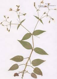 Attēlu rezultāti vaicājumam “Stellaria nemorum leaf”