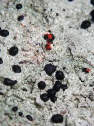 Attēlu rezultāti vaicājumam “Mycoblastus sanguinarius”