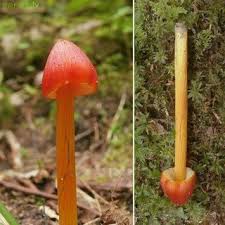 Attēlu rezultāti vaicājumam “Hygrocybe pseudoconica”