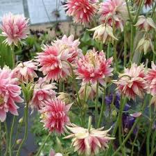 Image result for Aquilegia vulgaris `Nora Barlow`