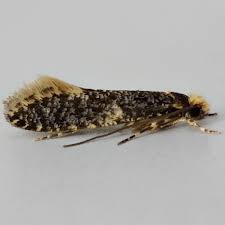 Attēlu rezultāti vaicājumam “Monopis weaverella”