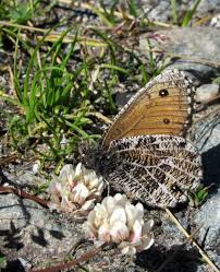 Attēlu rezultāti vaicājumam “Oeneis jutta underside”