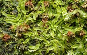 Attēlu rezultāti vaicājumam “Geocalyx graveolens”