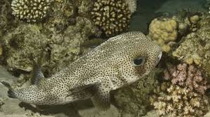 Image result for Diodon hystrix