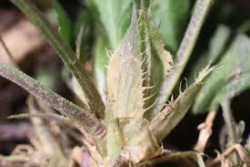 Attēlu rezultāti vaicājumam “Viola collina leaf”